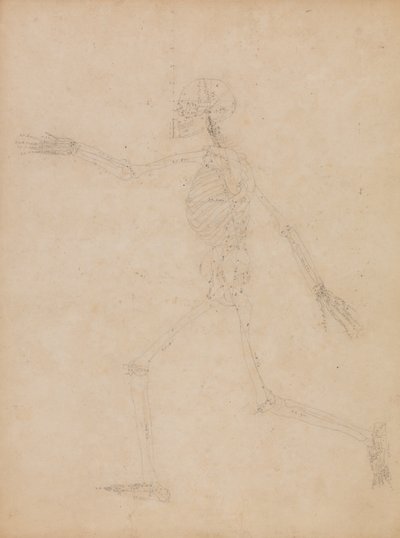 A Comparative Anatomical Exposition of the Structure of the Human Body with that of a Tiger and a Cow by George Stubbs